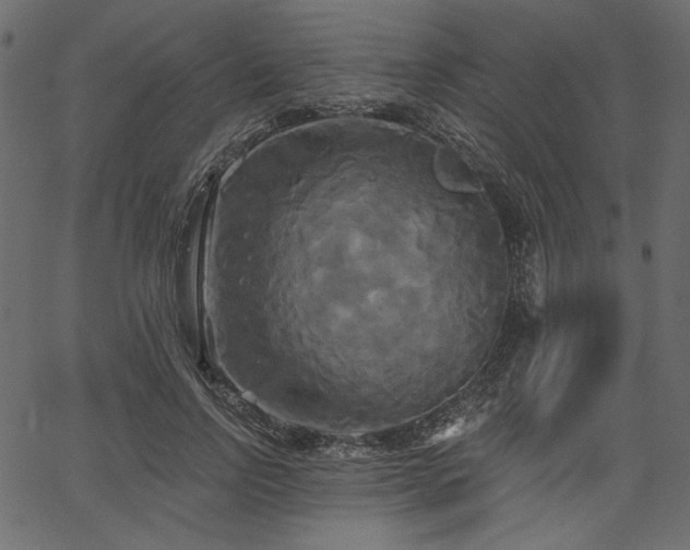 X0000067390742200603311258