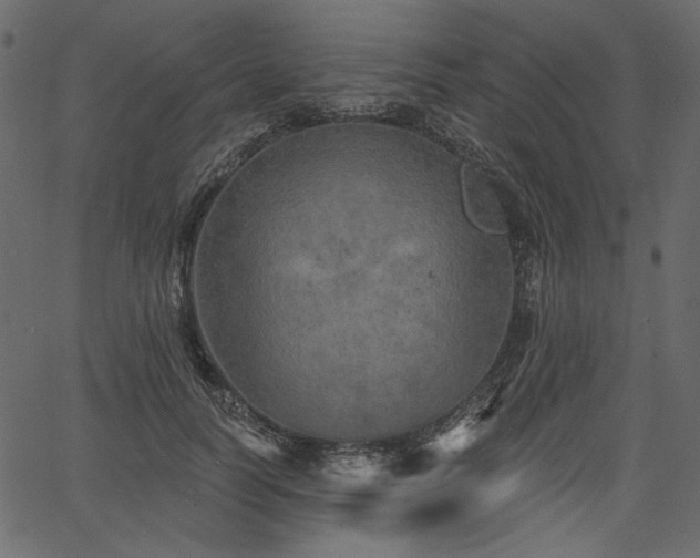 X0000067390746200603311258