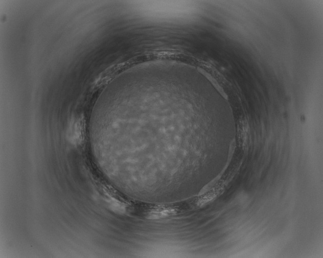 X0000067390760200603311259