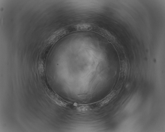 X0000067390761200603311259