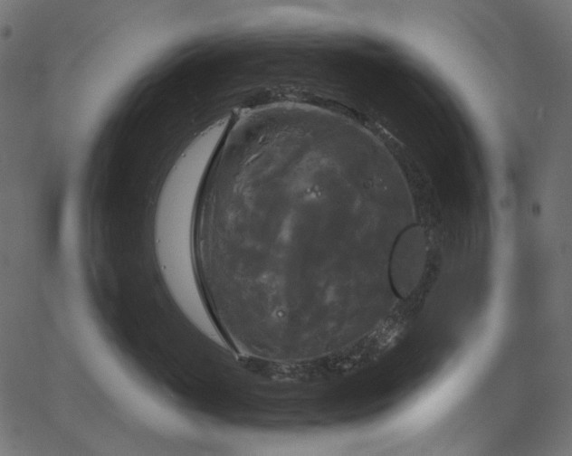 X0000067390765200603311259