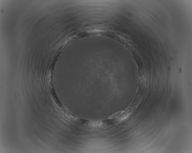 X0000067390767200603311259