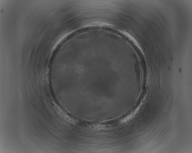 X0000067390783200603311258