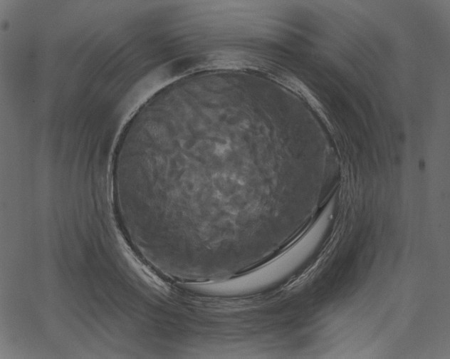 X0000067390795200603311257