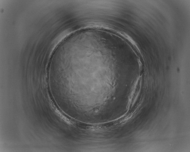 X0000067390799200603311257