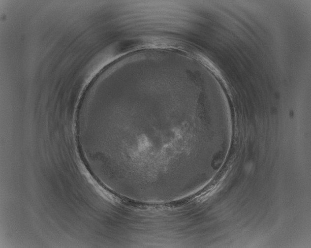 X0000067390803200603311257