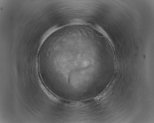 X0000067390811200603311257