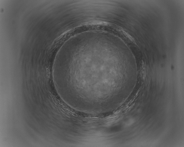 X0000067390821200603311256