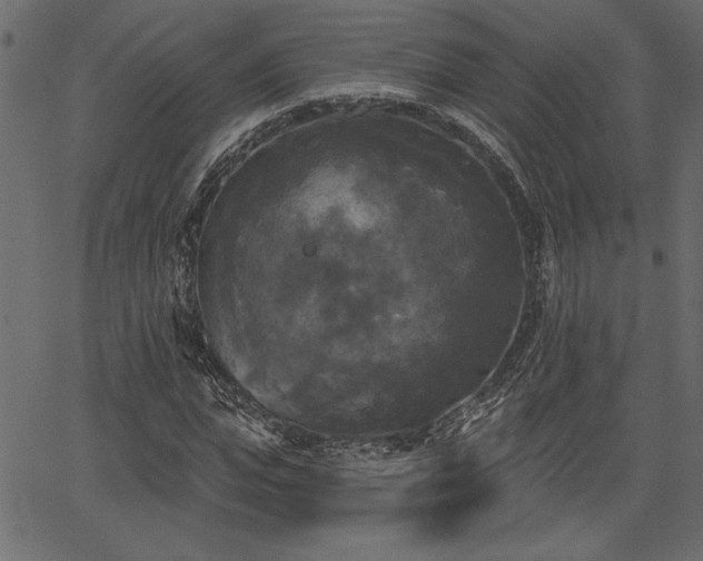 X0000067390823200603311256