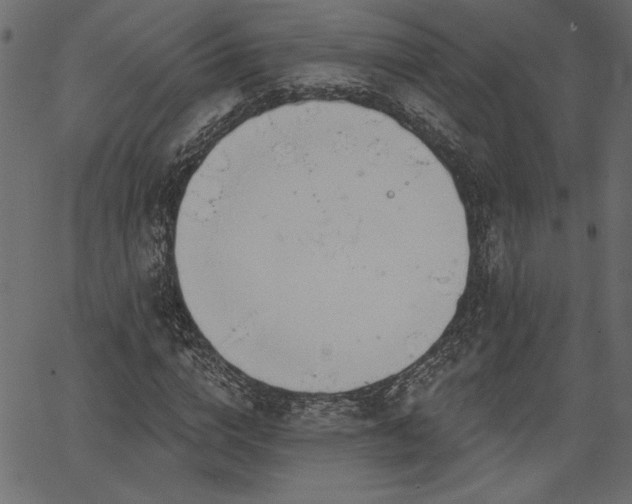 X0000067390824200603311256