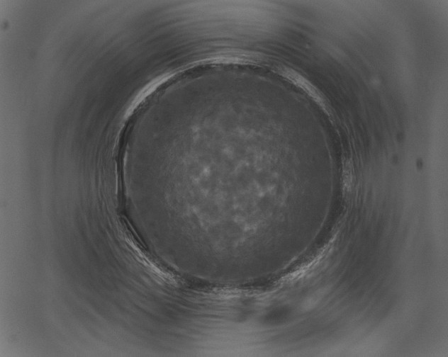 X0000067390829200603311257