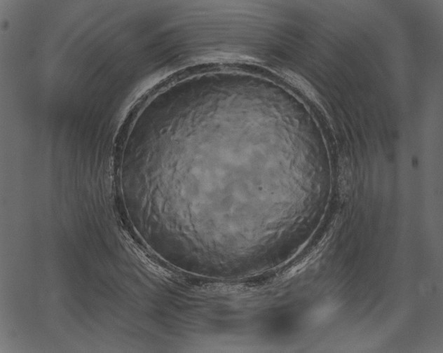 X0000067390831200603311257