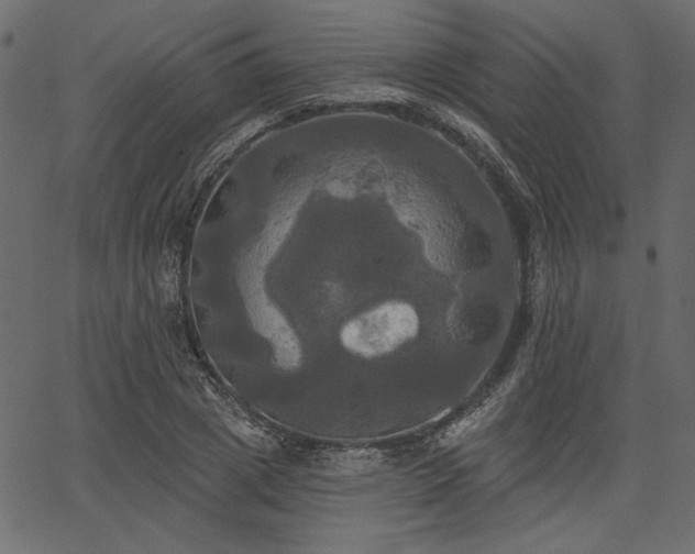 X0000067390833200603311257