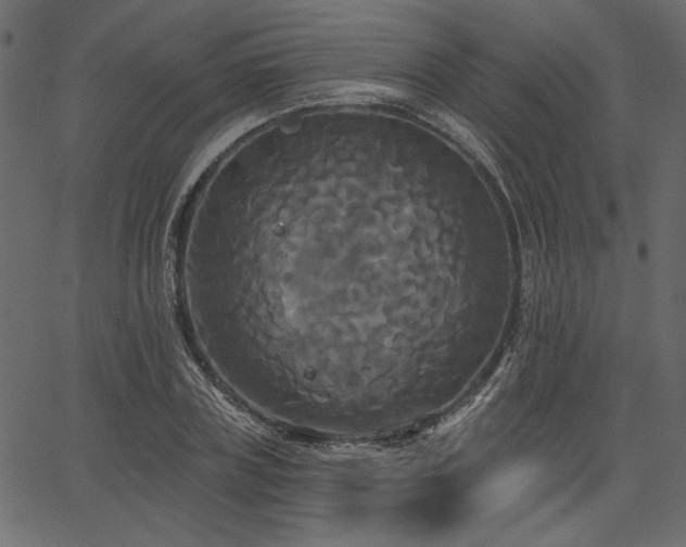 X0000067390835200603311257