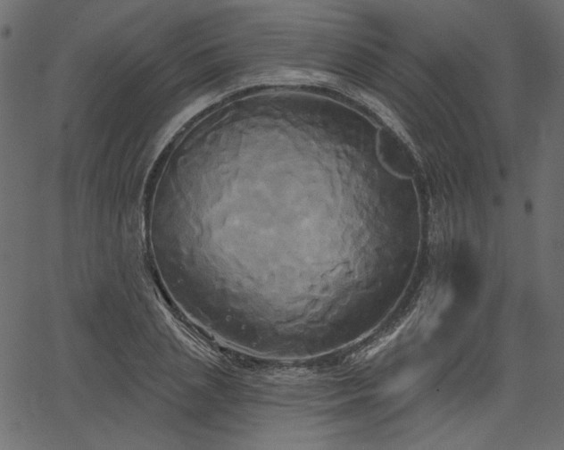 X0000067390837200603311257