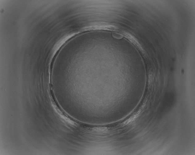 X0000067390844200603311257