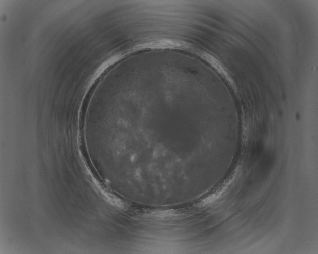 X0000067390845200603311257