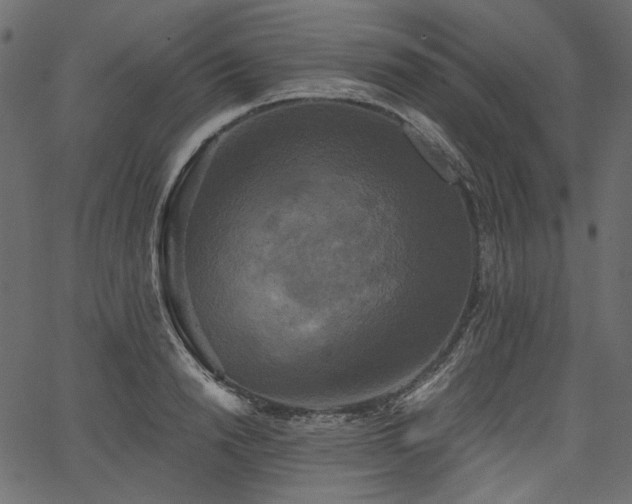 X0000067390846200603311257