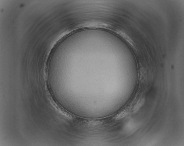 X0000067390848200603311257