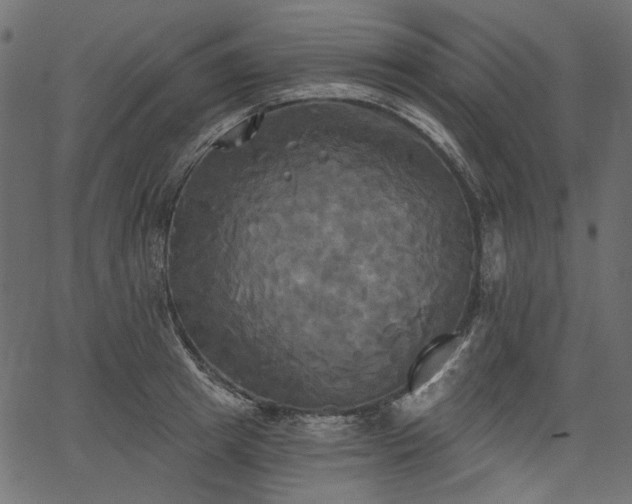 X0000067390849200603311257