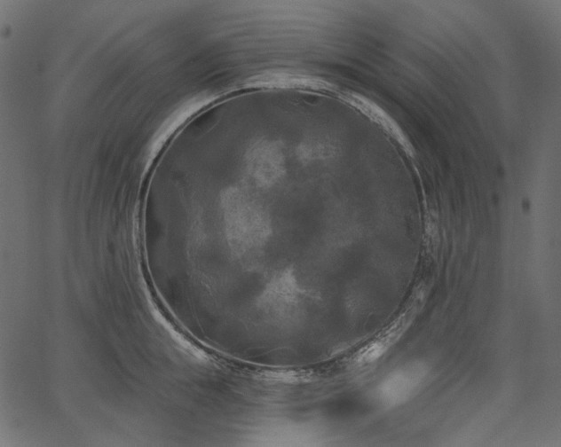 X0000067390855200603311257