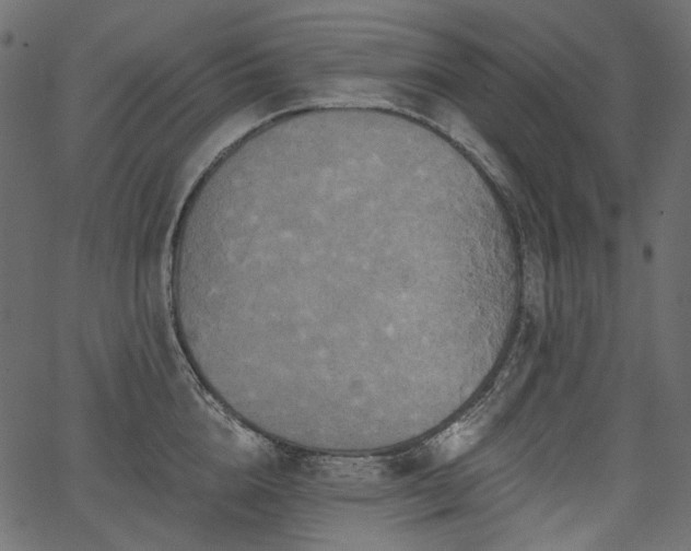 X0000067390856200603311257