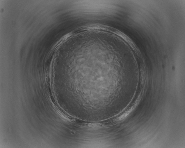 X0000067390857200603311257