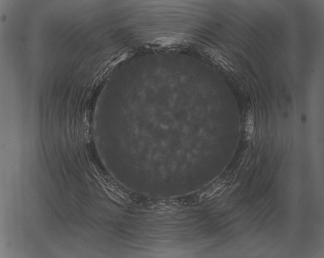 X0000067390868200603311256