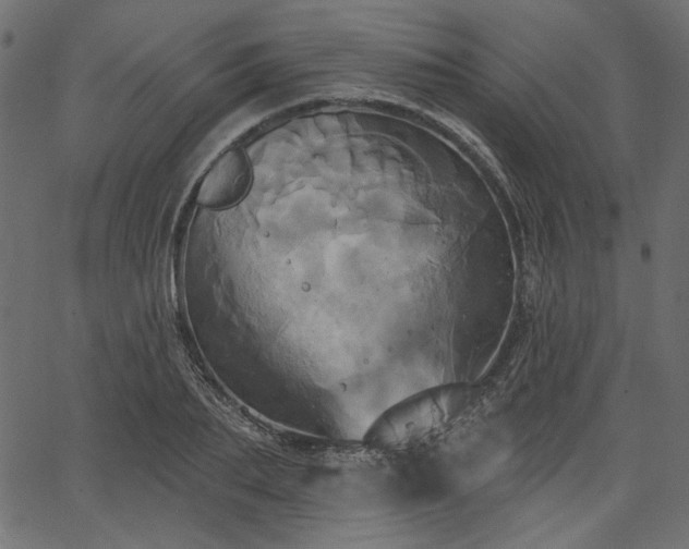 X0000067390887200603311256