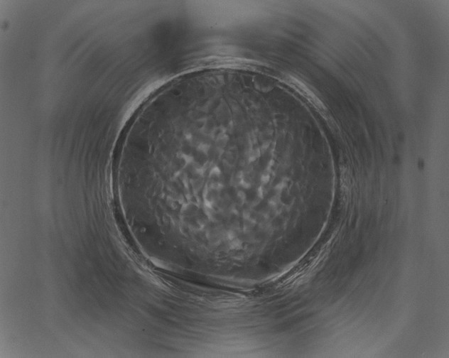 X0000067390891200603311256