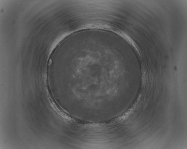 X0000067390896200603311256