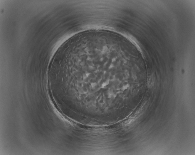 X0000067390903200603311256