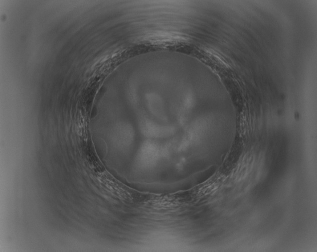 X0000067390917200603311255