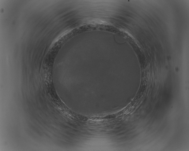 X0000067390919200603311255