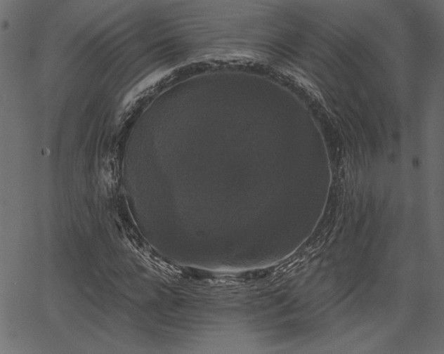 X0000067390920200603311255