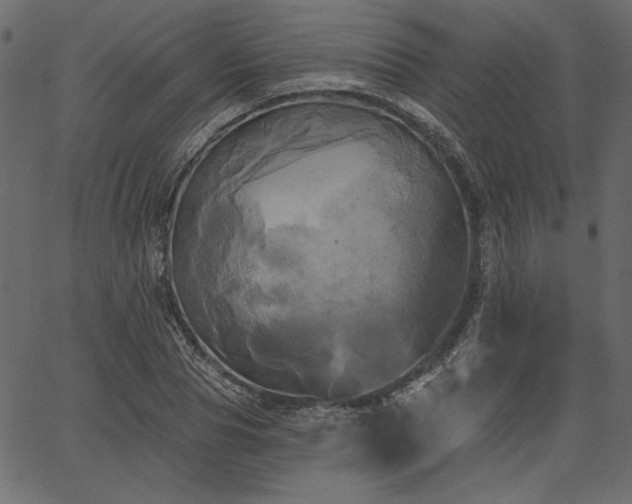 X0000067390929200603311255