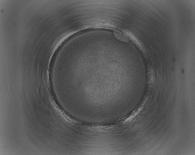 X0000067390932200603311255