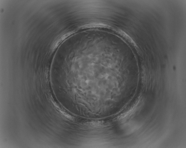 X0000067390937200603311255