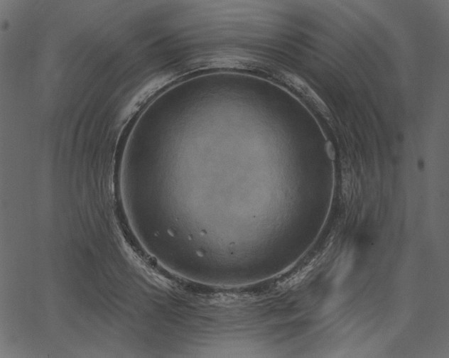 X0000067390938200603311255