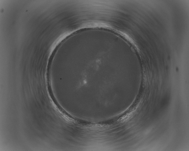 X0000067390943200603311255