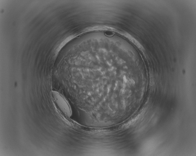 X0000067390953200603311255