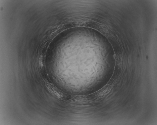 X0000067390962200603311255