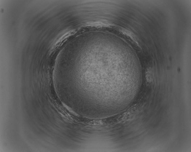 X0000067390968200603311255