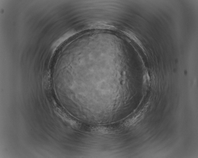 X0000067390971200603311255