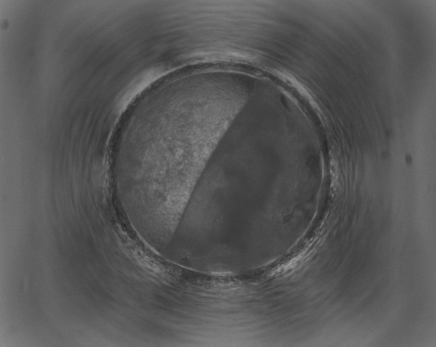 X0000067390975200603311255