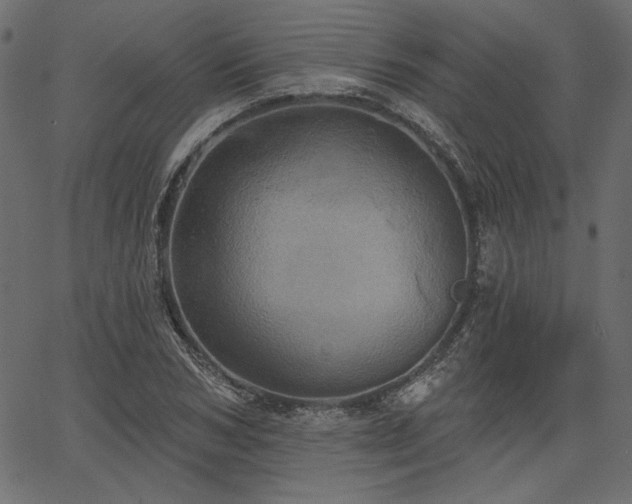 X0000067390978200603311254