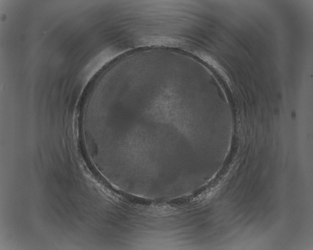 X0000067390983200603311254