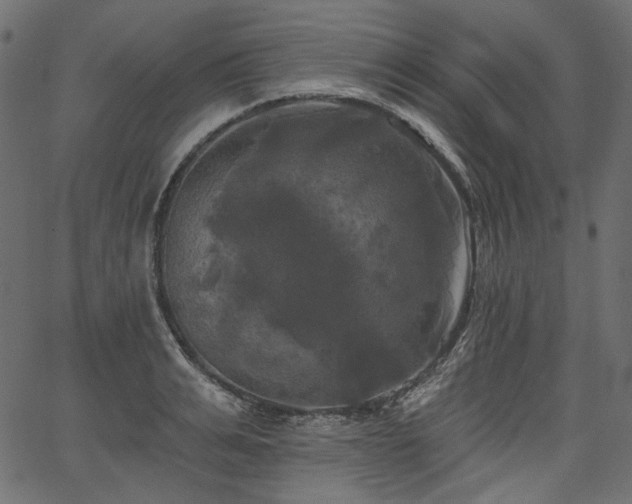 X0000067390991200603311254