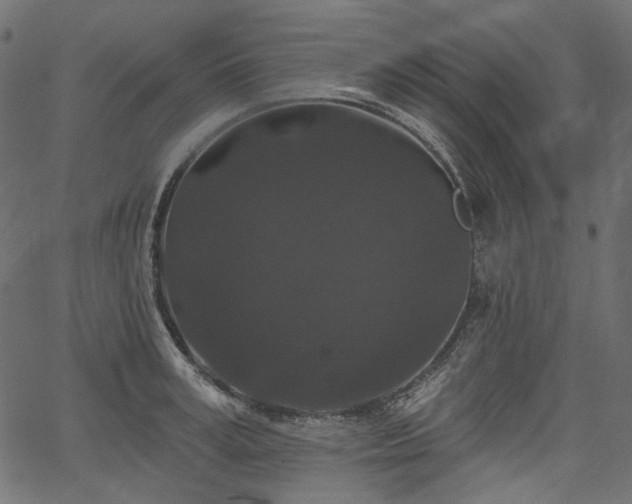 X0000067390995200603311254