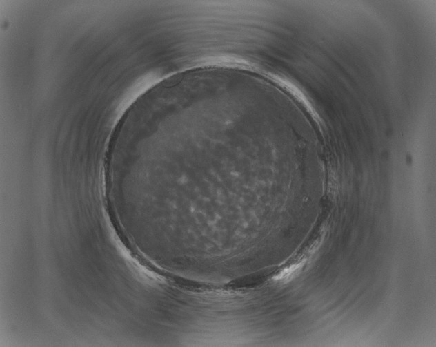 X0000067390999200603311254